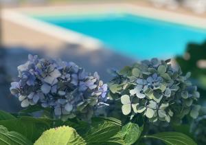 a bunch of purple and white flowers next to a pool at Casa Moinho da Mouta in Parada de Pinhão