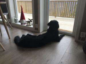 a dog sitting on the floor looking out of a door at Fjellspurven in Vradal +21 photos
