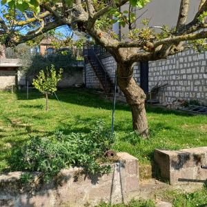 a tree in the grass next to a building at Casa Belvedere in Foiano della Chiana