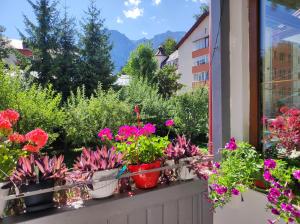 a window sill filled with flowers on a balcony at Little Bear Busteni in Buşteni