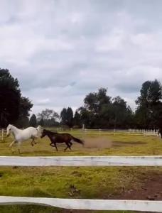 Zvířata v vily nebo okolí