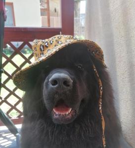 a black dog with a hat on its head at vakantiewoning met jacuzzi Forêt d'Animaux in Frahan