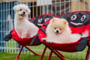 CheongdoにあるCheongdo Shinnanda Aegyeon Glampingの草の中の赤い椅子に座る犬2匹