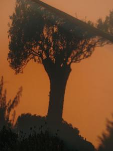 a tree silhouetted against an orange sky at The Wild by Interni in Kalafatis