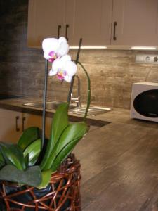 a vase with a white orchid in a kitchen at Erelia Cottage in Bük