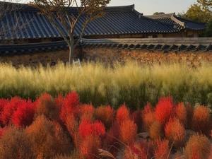 a field of red flowers in front of a building at Naju Gotaeg Flowers are blooming on the mountain in Naju