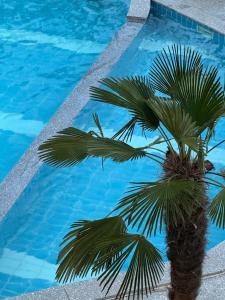 a palm tree in front of a swimming pool at Road96 Caravan and Poolvilla in Yeonggwang