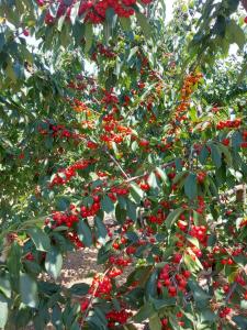 a tree with lots of red berries on it at Pumbaa House at Casa Twiga, Melicesti, Prahova, Romania in Meliceşti +30 photos