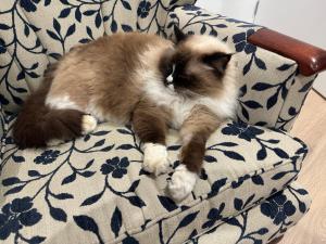 O animal ou animais de estimação com os hóspedes em Bellbird Hideaway
