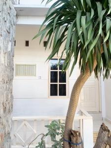 a palm tree in front of a white building at Cici Guest House in Bira