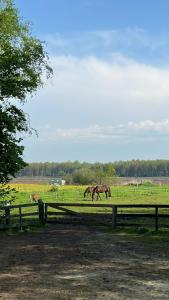 three horses grazing in a field behind a fence at B&B Aan de Vaart in Bovensmilde +14 photos