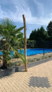 a palm tree sitting next to a fence next to a pool at Chalet Aan de rand - Veluwe in Putten