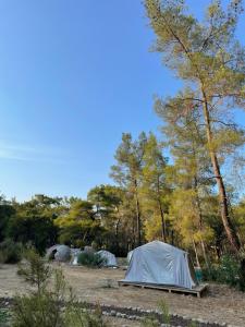 Příroda nedaleko luxury tent