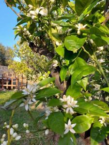 Zahrada ubytování Casale Santa Maria di Pulsano - Gargano