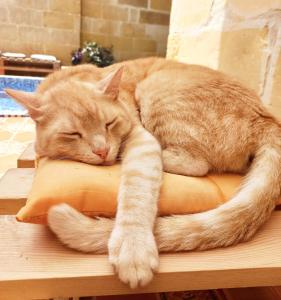 an orange cat sleeping on a pillow on a table at Laremi Gozo B&B in Nadur