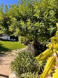 Zahrada ubytování Villa Aurea + 37 fotografií