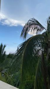 Una palmera en primer plano con el océano al fondo. en Dada, en Brisas de Zicatela