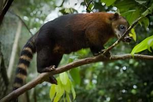 a squirrel is sitting on a tree branch at Casa dos Alpes com Jacuzzi hidro e Lareira in Santo Amaro da Imperatriz +44 photos