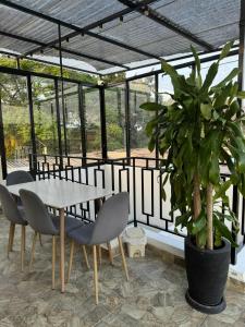 a table and chairs and a potted plant in a greenhouse at Habitaciones tipo hotel con terraza in Ibagué