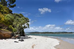 a sandy beach with trees and the ocean at Whangapoua waves in Whangapoua