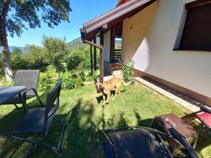 Zahrada ubytování TARA Vila Rajak