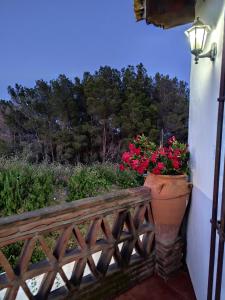 een plant met rode bloemen op een balkon bij Casa Villazo II in Almáchar +8 foto's