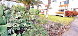 a garden with cacti and other plants in front of a building at Casa GABRIEL 1 Bedroom Wifi Free Pool in Costa Del Silencio