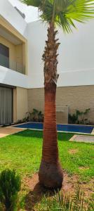 a palm tree in front of a building at Villa Elia in Tamaris +15 photos