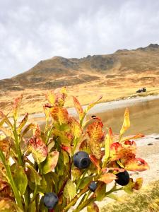 Fotografie z fotogalerie ubytování Lulebore Guesthouse v destinaci Lekbibaj