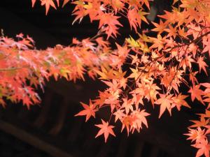 Fotografie z fotogalerie ubytování Heian No Mori Kyoto v Kjótu