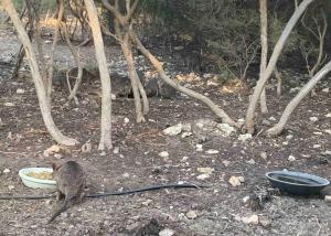 Fotografie z fotogalerie ubytování Kangaroo Island Supashak v destinaci Vivonne Bay