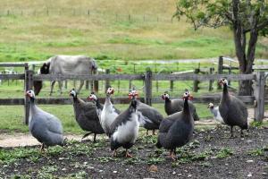 Gallery image of Bairnsdale - Granite Creek Stays in Lucknow