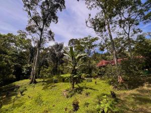 a field of grass with trees and a house at Batu Ridi Jungle in Timbanglawang