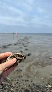 ラウエルウオーフにあるFerienhaus im Naturschutzgebiet in Hollandのギャラリーの写真