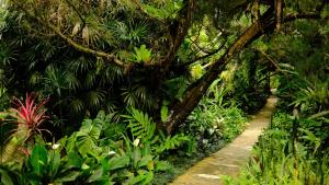 a wooden path through a lush green garden at Deluxe bedroom at Rumah Sentosa in Kampong Sum Sum
