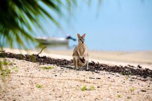 a monkey sitting on a beach with a boat in the background at Crab Claw Island in Bynoe Harbour
