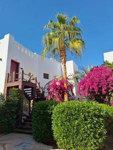 Delta Sharm luxury pool view apartment Shahrazad外面的花园