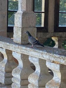 a bird sitting on top of a stone ledge at Suite de charme au château de Cibioux in Surin +19 photos
