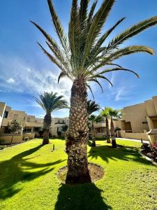 a group of palm trees in a yard with buildings at Sol & Mar in El Médano