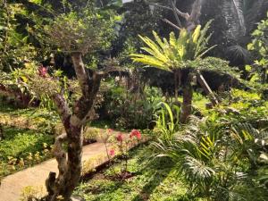 Buntera Homestay Sidemen外面的花园