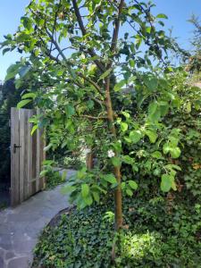 Ein Garten an der Unterkunft Auf "Kleine Wiesen"