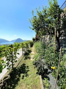un giardino con alberi e recinto e un sentiero di The Lemon Trees House a Lugano Altre 2 foto