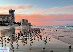 een zwerm vogels op het strand bij zonsondergang bij "SHERWIN" Coastal Vibes Oceanfront Condominium 301 in Daytona Beach