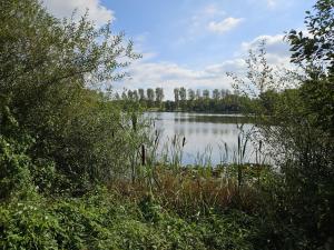 Blick auf einen See mit Bäumen und Sträuchern in der Unterkunft Gemütliche Ferienwohnung im Westerwald - "Ferienwohnung Braun" in Weitefeld