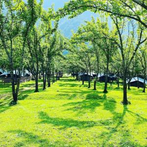 una fila di alberi in un prato di bed and breakfast, also lunch and dinner if required a Mārkhu