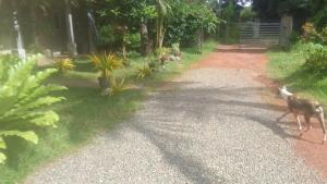 Imagine din galeria proprietății Villa Fic369 în Negombo