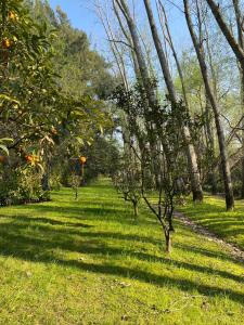 a grassy field with trees in the background at Casa al rio - Malen in Tigre +20 photos