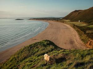 a cow grazing on a hill next to a beach at The Lodge - Built in the 1850s in Clydach