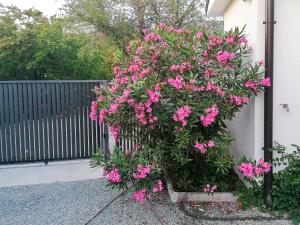 Vonkajšia záhrada v ubytovaní Apartman Lavanda sa bazenom i okućnicom 4*