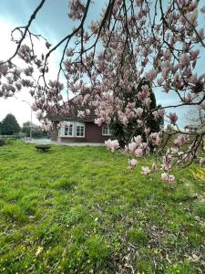 a tree with pink flowers in front of a house at Ferienhaus Butjadingen - Haus Ruhwarden in Ruhwarden